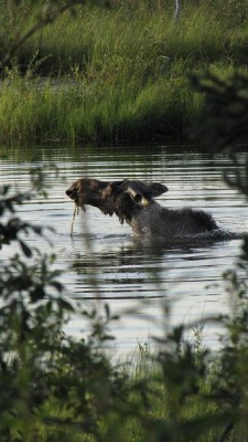 Dot Lake, AK, US - Shampoo Advert for Moose