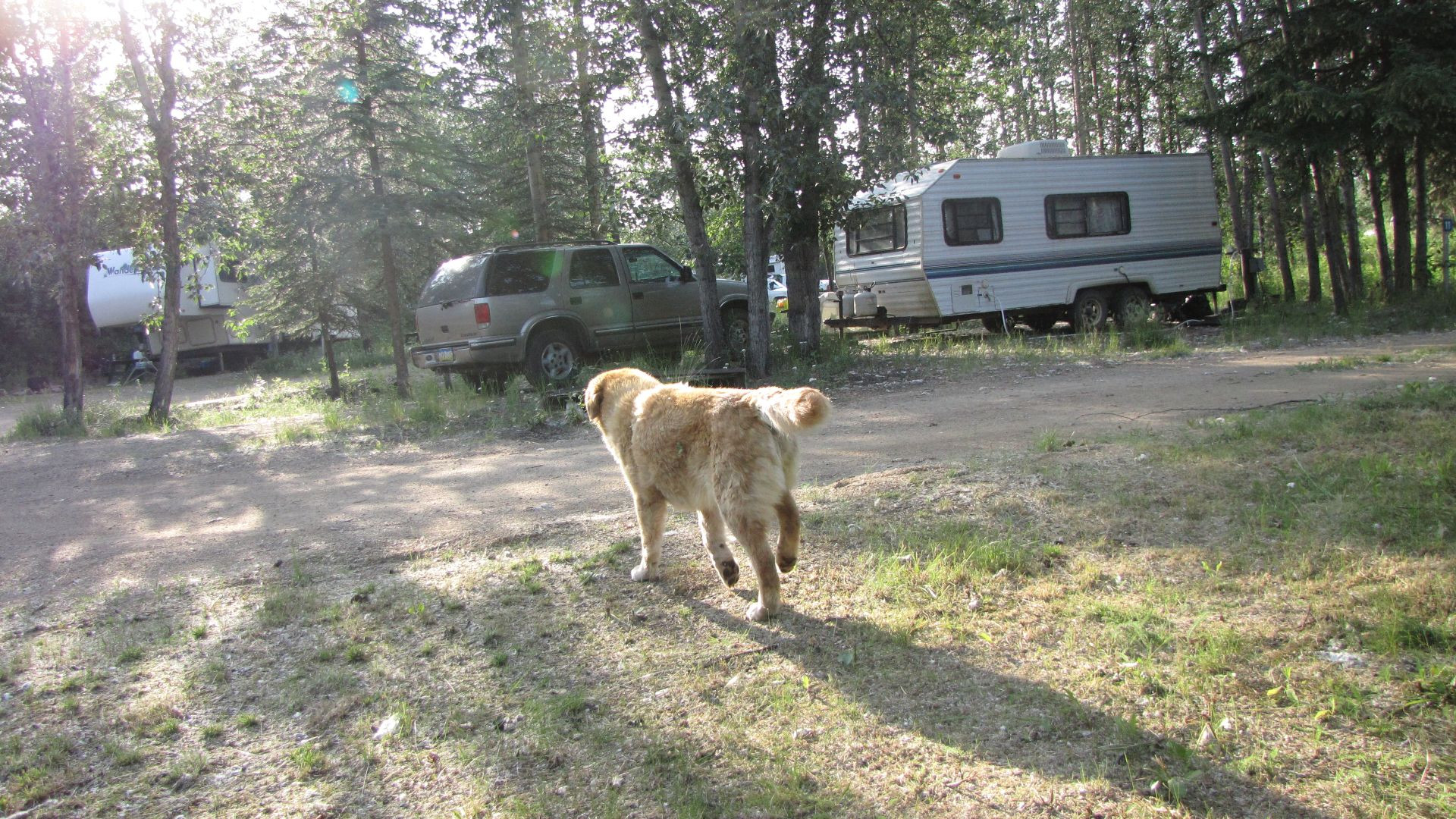 Northway Junction, AK, US - Camera-shy "Goldie"