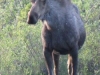 Dot Lake, AK, US - "I`m not scared of you, nope"