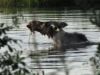 Dot Lake, AK, US - Shampoo Advert for Moose