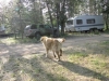 Northway Junction, AK, US - Camera-shy "Goldie"