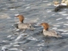 Ducks (not rubber)