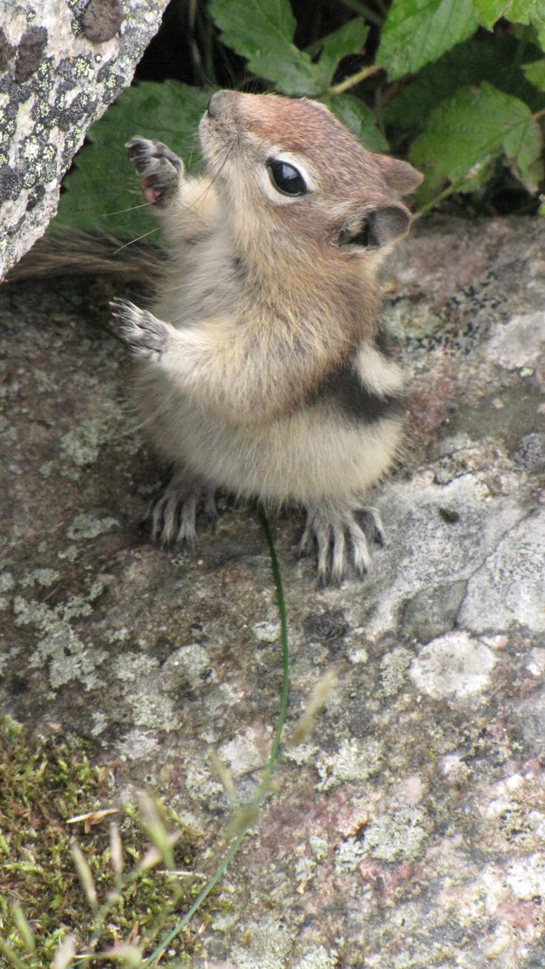 Nr Maligne Lake, Jasper Nat Pk, Alberta, Canada - Alvin gives us a turn...