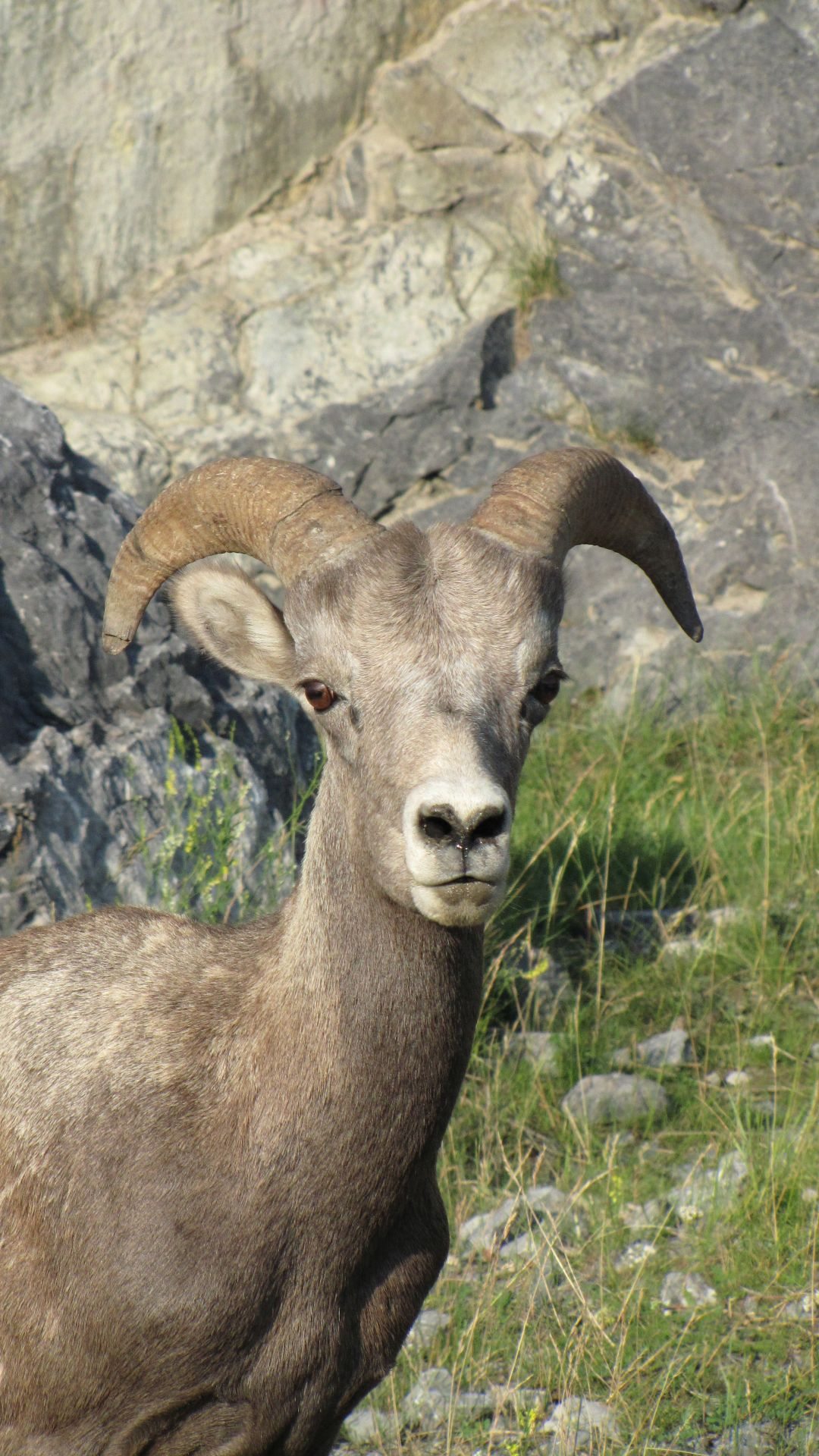 Nr Jasper, Alberta, Canada - Hmmm.  Hmmm.