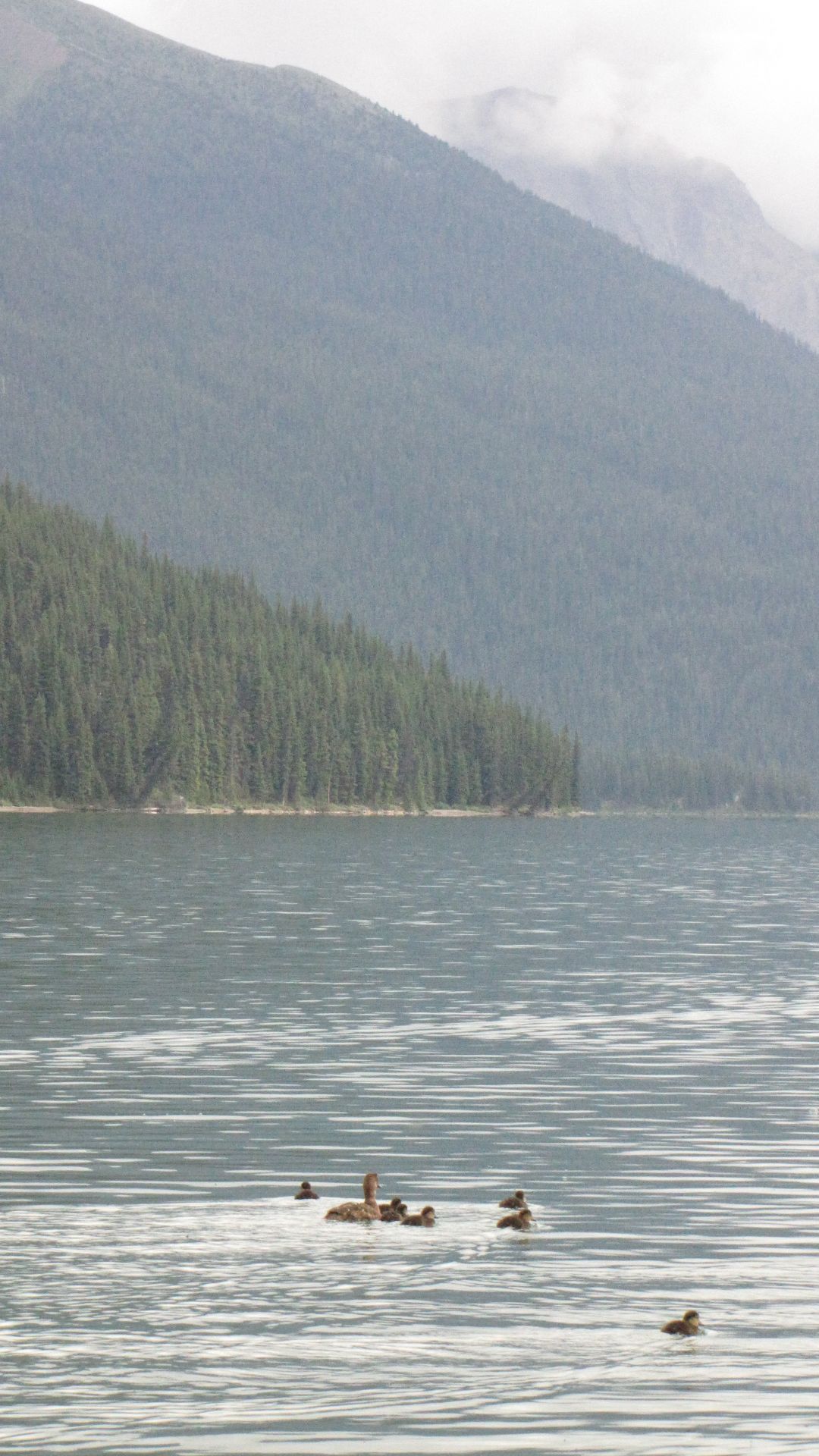 Maligne Lake, Jasper Nat Pk, Alberta, Canada - Hello Duck(y)