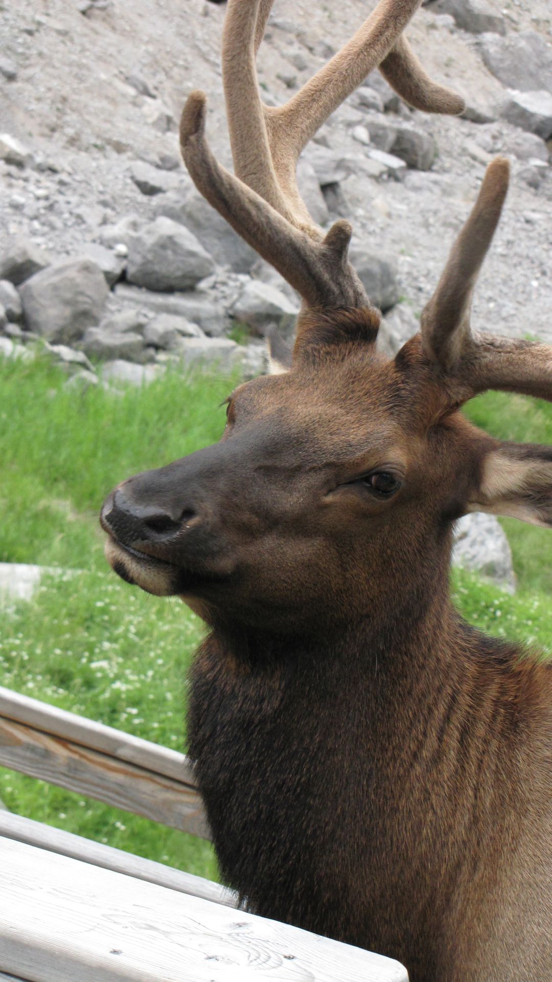 Nr Maligne Lake, Jasper Nat Pk, Alberta, Canada - This was one BIIIIG boy Elk (taken on zoom from 30 feet)