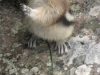 Nr Maligne Lake, Jasper Nat Pk, Alberta, Canada - Alvin gives us a turn...