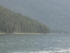 Maligne Lake, Jasper Nat Pk, Alberta, Canada - Hello Duck(y)