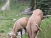 Nr Maligne Lake, Jasper Nat Pk, Alberta, Canada - Elk, bit close!