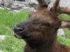Nr Maligne Lake, Jasper Nat Pk, Alberta, Canada - This was one BIIIIG boy Elk (taken on zoom from 30 feet)