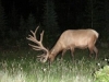 Nr Maligne Lake, Jasper Nat Pk, Alberta, Canada - Covert Elk watching