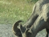 Nr Jasper, Alberta, Canada - Big Horn Sheep fall for the velcro-ear gag