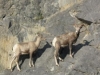 Nr Jasper, Alberta, Canada - Go-go gadget velcro-feet! (seriously, amazing how they held the rock on that CLIFF!)