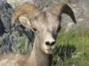 Nr Jasper, Alberta, Canada - Hmmm.  Hmmm.