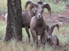 Kootenay Nat Pk, BC, Canada - These chaps & chapesses were right next to the campsite (Big Horn Sheep)