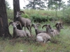 Kootenay Nat Pk, BC, Canada - Back row: "Dopey"; Middle Row from L to R: "I`ve got your number", "Do you eat sheep?!", "Bored"; Front Row: "Indifferent"
