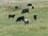 Little Bo Beep is clearly not keeping an eye on her sheep since this one now thinks its bovine