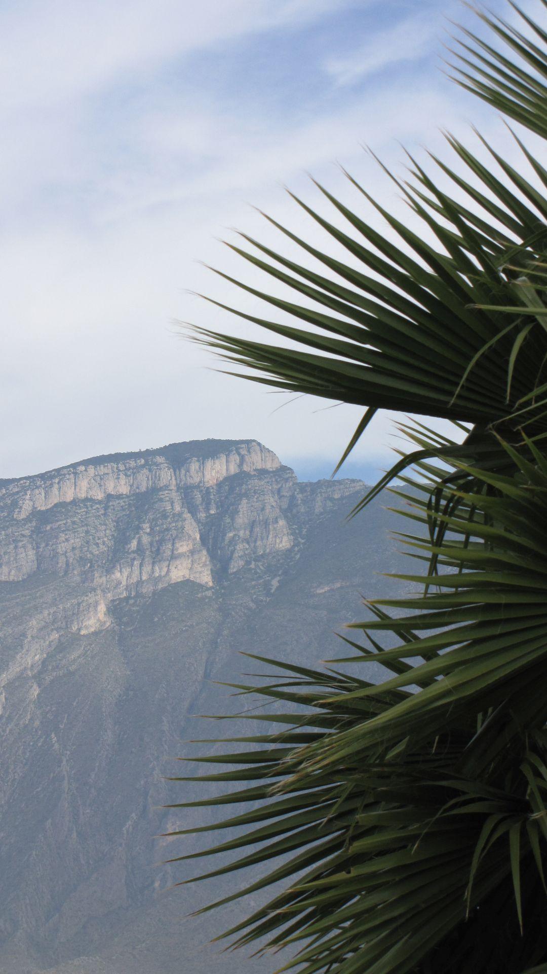 Nr Mina, NL, Mexico - Palm trees & mountains