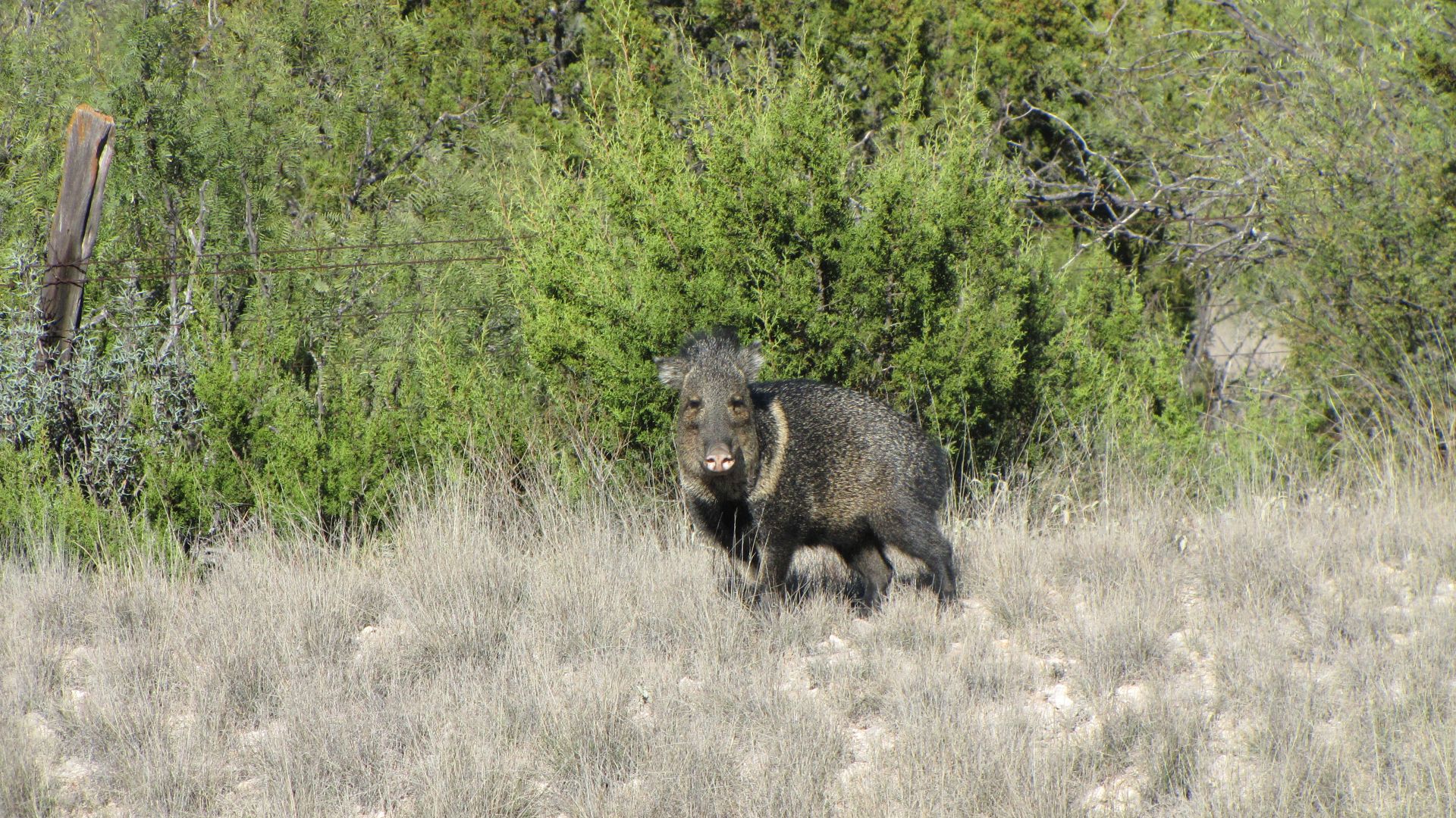 Nr Sanderson, TX, USA - this chap gave the distinct impression that he was going to charge until I rode off (he was protecting his family who are in the bushes - they`re "Javelinas")