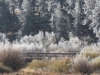 Nr Bailey, CO, USA - hossies brave the cool morning