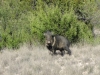 Nr Sanderson, TX, USA - this chap gave the distinct impression that he was going to charge until I rode off (he was protecting his family who are in the bushes - they`re "Javelinas")