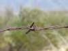 Nr El Arco, NL, Mexico - barbed wire everywhere along the road, no open ground to camp at all