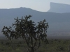 Nr Mina, NL, Mexico - Cactus "tree" with huge (maybe 5 miles long) table mountain in background
