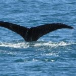 Seward Glacier Cruise - ITS A HUMPBACK WHALE!