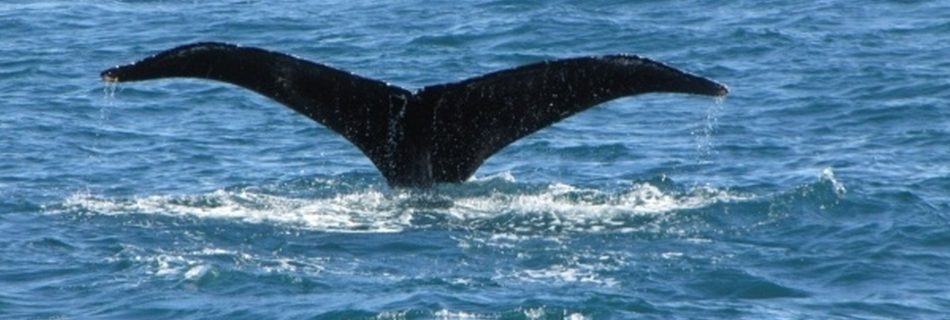 Seward Glacier Cruise - ITS A HUMPBACK WHALE!